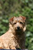 NORFOLK TERRIER 064